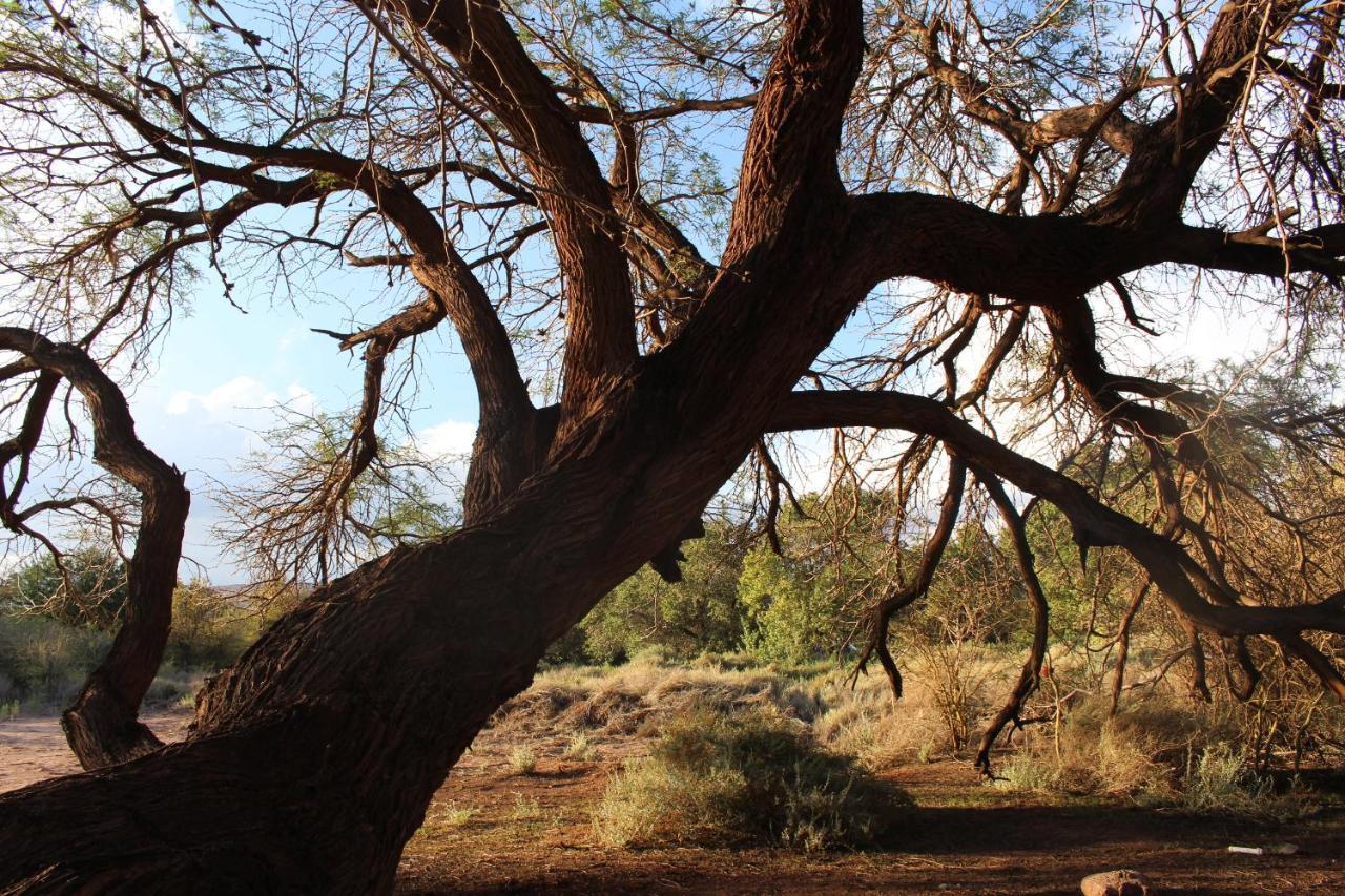 Cabana Nachitor San Pedro de Atacama Dış mekan fotoğraf